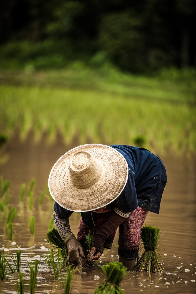 agriculture, field, rice