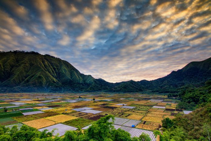 rice, field, agriculture, India, Indonesia