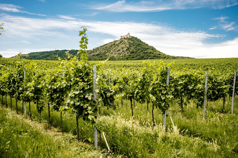 V Bruselu začíná jednání o budoucnosti evropského vinařství